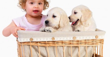 Stire din Diverse : Ajută copilul să accepte pierderea animalului drag