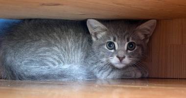 Stire din Actualitate : De ce pot prezice animalele cutremurele