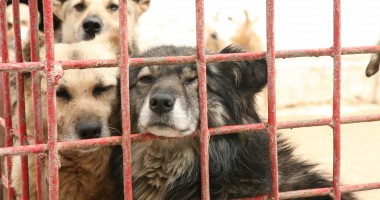 Stire din Eveniment : Mașina hingherilor, atacată de o iubitoare de animale din Constanța