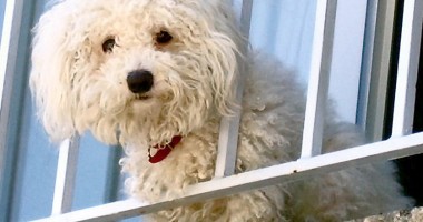 Stire din Cetățenești : Animalele de companie și bebelușii, trecuți sau nu la întreținere?