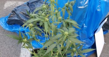 Tânăr cu permisul suspendat, prins în trafic cu mai multe kilograme de cannabis
