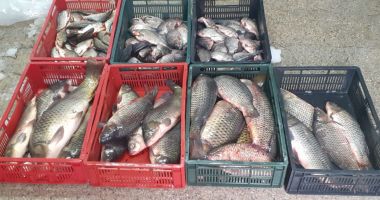 Zeci de kilograme de pește, confiscate de polițiștii de frontieră