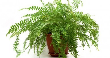 Stire din Diverse : Plante care…  se întrețin singure