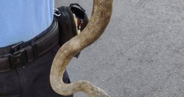 ȘERPI PE STRĂZILE CONSTANȚEI! Au intervenit jandarmii!