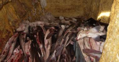 GALERIE FOTO / O tonă și jumătate de calcan și rechin, confiscată de Garda de Coastă - 2