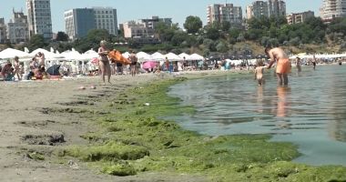 Stire din Social : Litoralul...verde. Algele au invadat, din nou, plajele