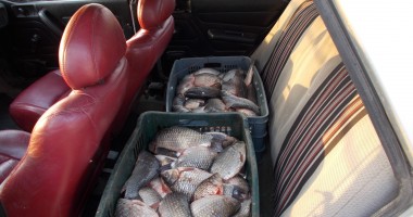 Sute de kilograme de pește confiscate de polițiștii de frontieră - 2