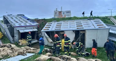 Stire din Eveniment : Noi informații despre camionul răsturnat la Năvodari. 160  de ovine au murit