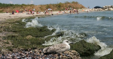 Stire din Social : Deșeurile marine, o problemă pentru litoralul românesc