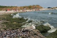Stire din Social : Cercetătorii caută investitori pentru îngrășământul realizat din nămol și alge marine
