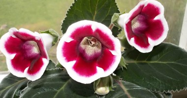 Stire din Sănătate : Plantele decorative care te scapă de boli