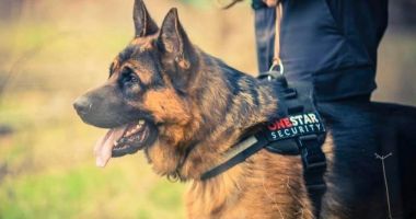 Vrei să fii în siguranță? Firma One Star Security, ofertă de nerefuzat pentru locuitorii din Ovidiu - 3