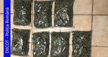 Aproape 150 kg de plante de canabis găsite la percheziții - 2