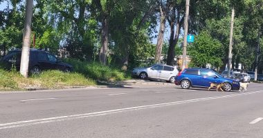 Are Constanța Zonă Industrială? Haite de câini agresivi, clădiri abandonate, afaceri eşuate, dar şi mega-şantiere! - 4
