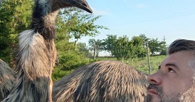 Afaceri de nişă, la Constanţa. Crescătorii de struţi-emu îşi găsesc cu greu acces pe pieţele de desfacere - 2