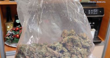 Stire din Eveniment : Sute de grame de canabis, descoperite de polițiștii constănțeni. Două persoane sunt cercetate