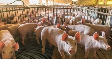 Stire din Economie : APIA eliberează adeverinţele pentru crescătorii de porci şi păsări care accesează credite bancare