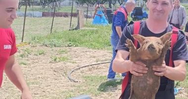 Stire din Eveniment : Pompierii militari au salvat trei purcei dintr-o canalizare, în județul Constanța