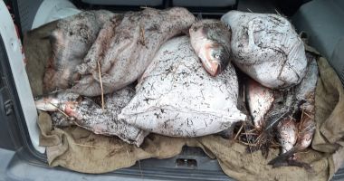 Pește transportat fără documente, confiscat de polițiștii de frontieră constănțeni
