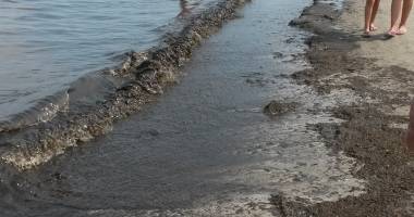 Galerie foto. E jale în Mamaia! Plaja, invadată de alge și miros teribil - 3