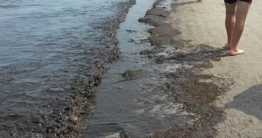 Galerie foto. E jale în Mamaia! Plaja, invadată de alge și miros teribil - 5