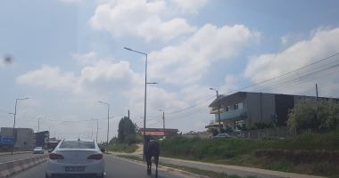 Pericol public în Mamaia Nord! Un cal merge liber pe stradă! - 2
