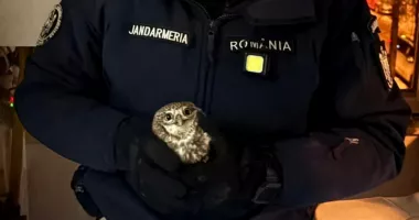 Stire din Eveniment : Apel neobișnuit la 112. O bufniță a intrat într-un apartament prin țeava de ventilație