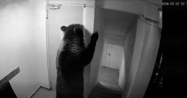 Stire din Eveniment : Scene alarmante într-o stațiune montană. Un urs a intrat într-un hotel plin de turiști