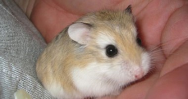 Stire din Cetățenești : Cât de greu  se îmblânzesc hamsterii