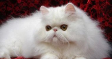 Stire din Cetățenești : Ajutați-vă pisica să nu înghită mult păr