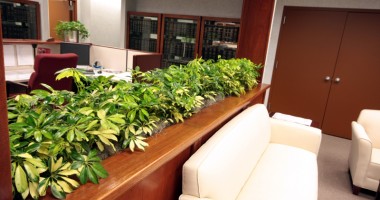 Stire din Diverse : Cum îngrijești plantele de apartament