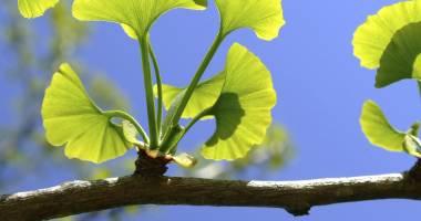 Stire din Sănătate : Ginkgo biloba - beneficii și reacții adverse
