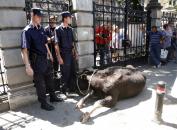 Ieri, crescătorii de bovine au pichetat Ministerul Agriculturii și Guvernul