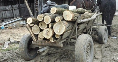 Polițiștii din Constanța anchetează furtul de salcâmi din pădurea de la Cernavodă