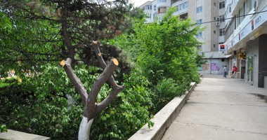 De ce dispar pomi sănătoși din peisajul constănțean - 2