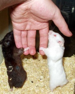 Stire din Cetățenești : Ce trebuie să știți înainte de a vă lua un hamster