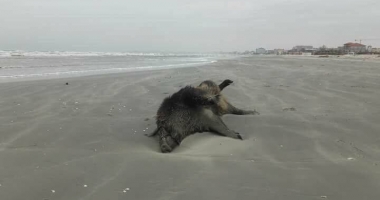 IMAGINI ȘOCANTE! Porci mistreți morți și sfâșiați, pe plaja din Mamaia - 3