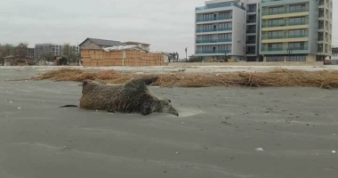 IMAGINI ȘOCANTE! Porci mistreți morți și sfâșiați, pe plaja din Mamaia - 4