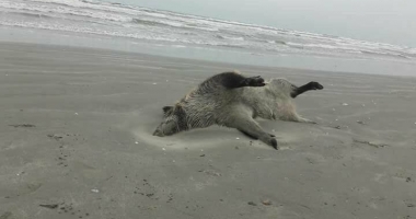 IMAGINI ȘOCANTE! Porci mistreți morți și sfâșiați, pe plaja din Mamaia - 2