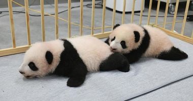 Puii gemeni de urs panda uriaş născuţi la o grădină zoologică din Japonia au primit nume - 2