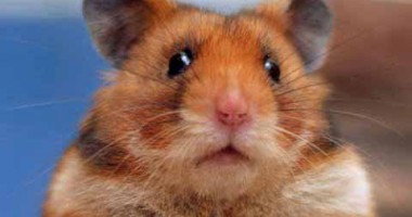 Stire din Cetățenești : Hamsterul poate fi dresat? (1)