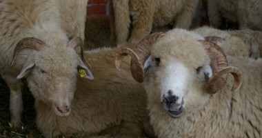 Stire din Actualitate : Tunisienilor le este teamă să consume carne de oaie din România. Află ce s-a întâmplat!