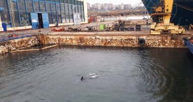 VIDEO / SPECTACOL LA CONSTANȚA, ÎN APELE MĂRII