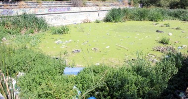 "Badea Cârțan", cotropit de broaște și mirosuri fetide - 4