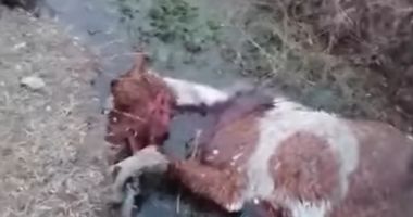 VIDEO / ANCHETĂ DE AMPLOARE. ZECI DE CAI CHINUIȚI, ABANDONAȚI LÂNGĂ TECHIRGHIOL - 2