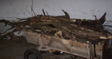 Furt din Pădurea Comorova - 1