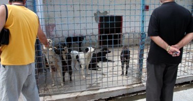 Stire din Cetățenești : De ce maidanezii nu sunt strânși de pe străzi noaptea?