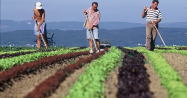 Stire din Economie : 2,5 miliarde euro pentru fermierii români