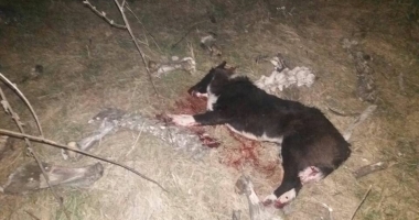 CRUZIME FĂRĂ MARGINI! Câini uciși cu pușca de vânătoare