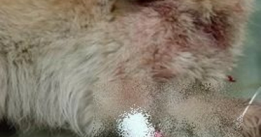 IMAGINI ȘOCANTE! Un câine a fost împușcat, la Constanța. Polițiștii fac cercetări - 2